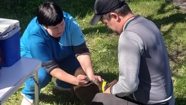 В пригороде Йошкар-Олы вакцинировано от бешенство 19 кошек и собак