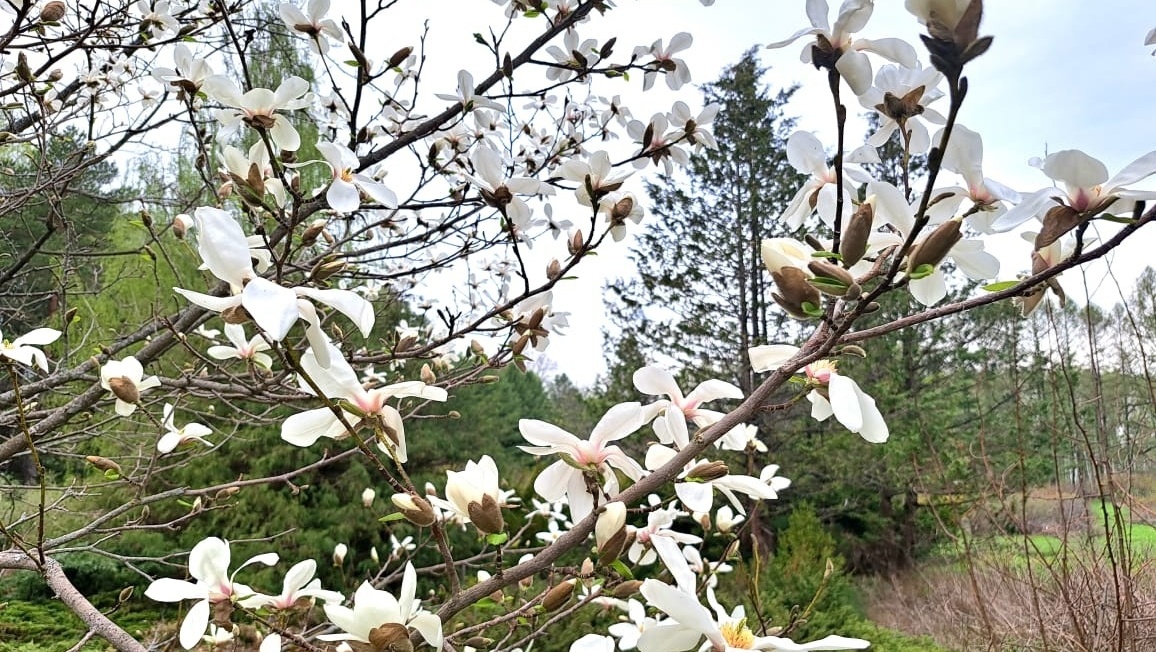 К 85-летию Ботанического сада в Йошкар-Оле зацвела магнолия