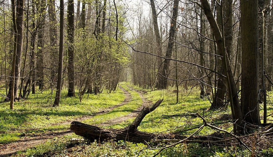 Казанские девушки заблудились в марийском лесу