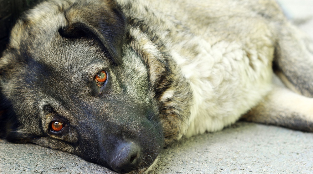 В Марий Эл от бешенства бесплатно вакцинируют собак