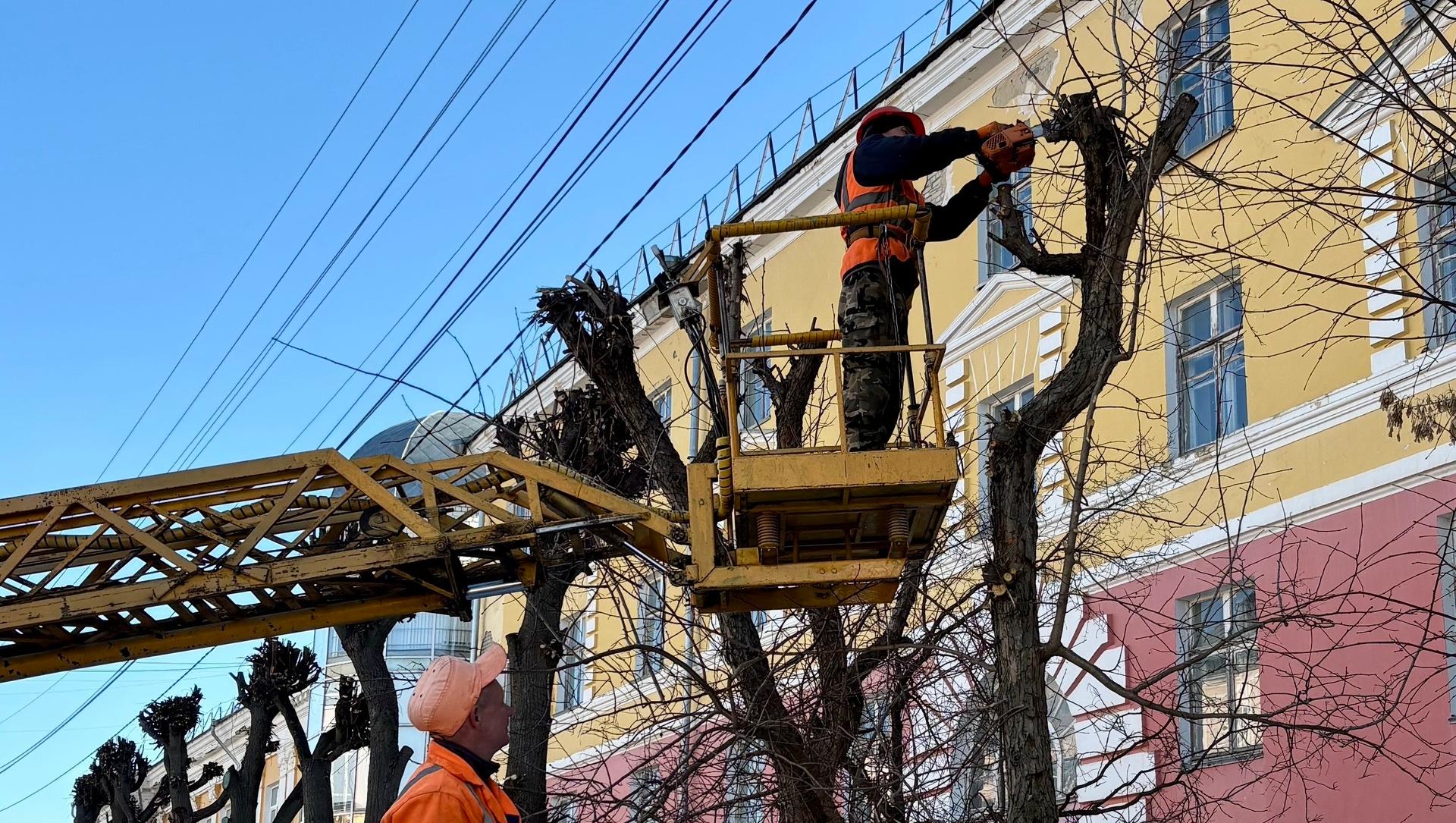 Деревьям в Йошкар-Оле устроили большую стрижку