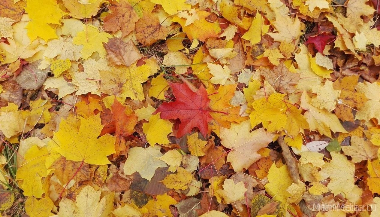 Прогноз МЧС на сентябрь