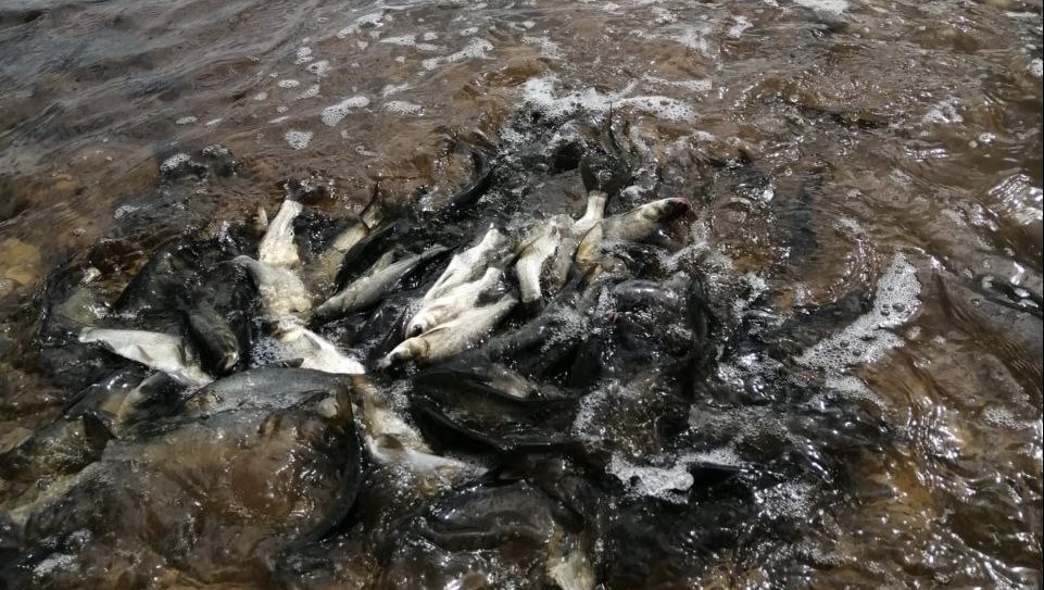 В Кокшайске в Волгу выпустили толстолобиков