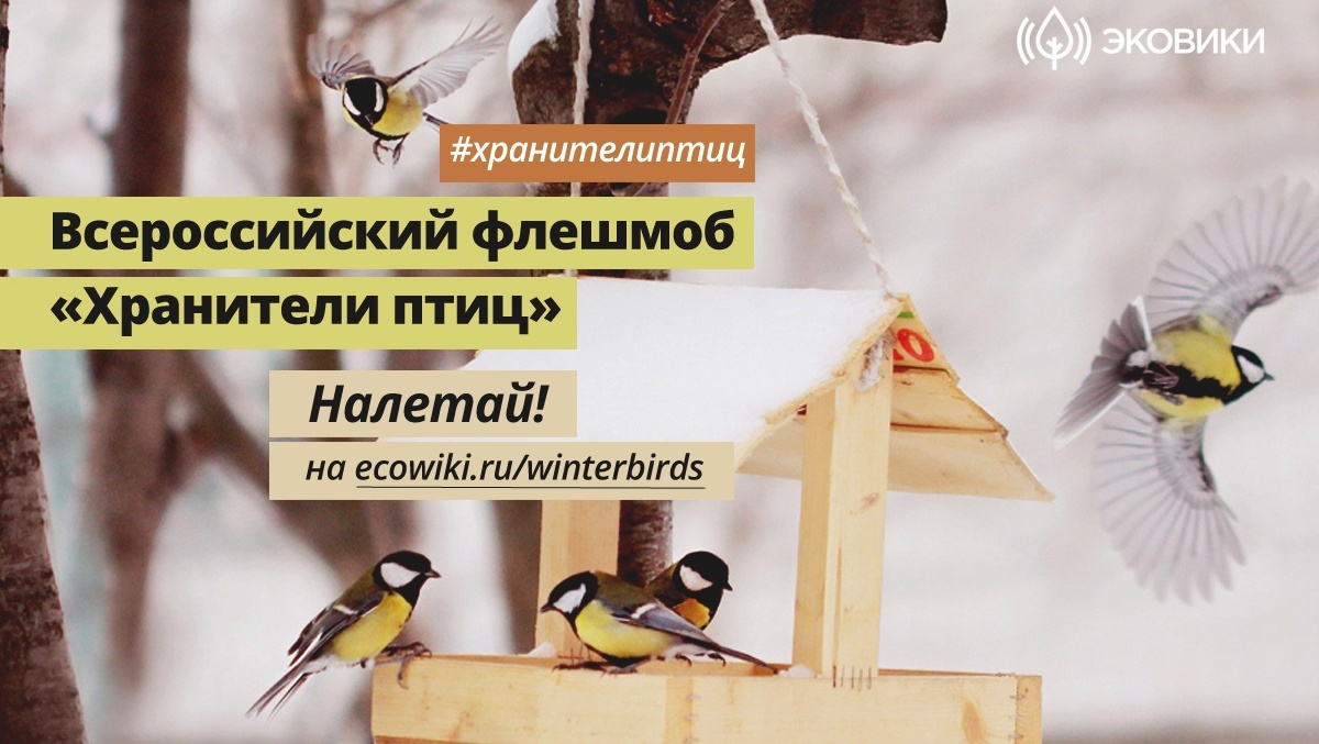 Жителей Марий Эл приглашают поучаствовать во флешмобе «Хранители птиц»