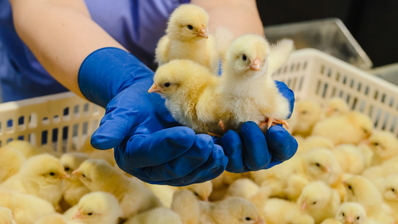 Подведены предварительные итоги сельскохозяйственной микропереписи