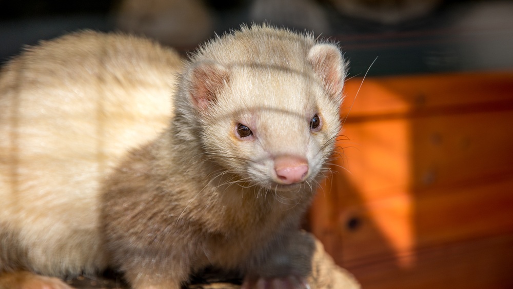 Учёные задумались о вакцине от коронавируса для животных