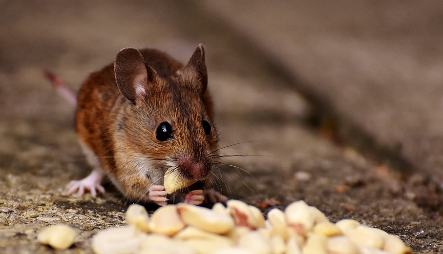В Марий Эл отмечен всплеск «мышиной лихорадки»