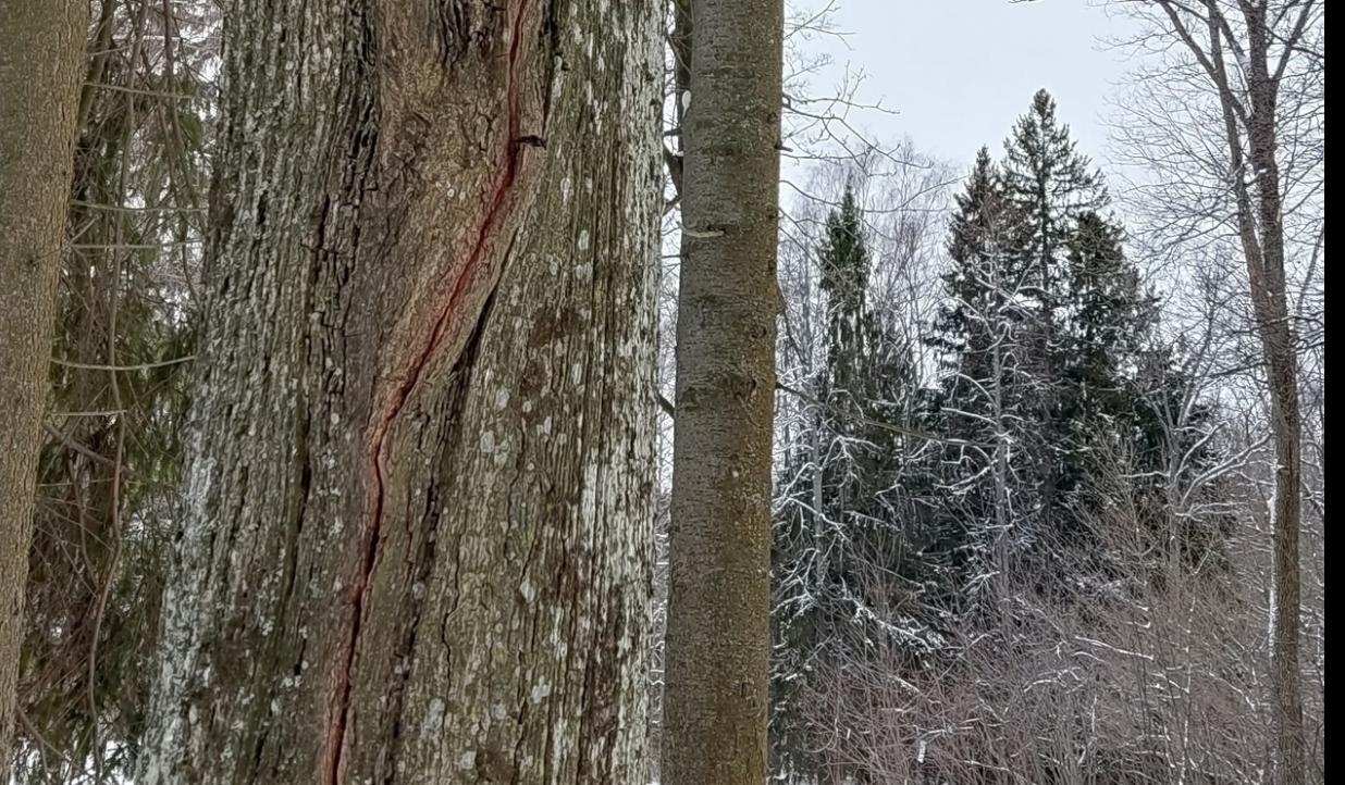Экологи объяснили, из-за чего на дубах в Йошкар-Оле появились трещины