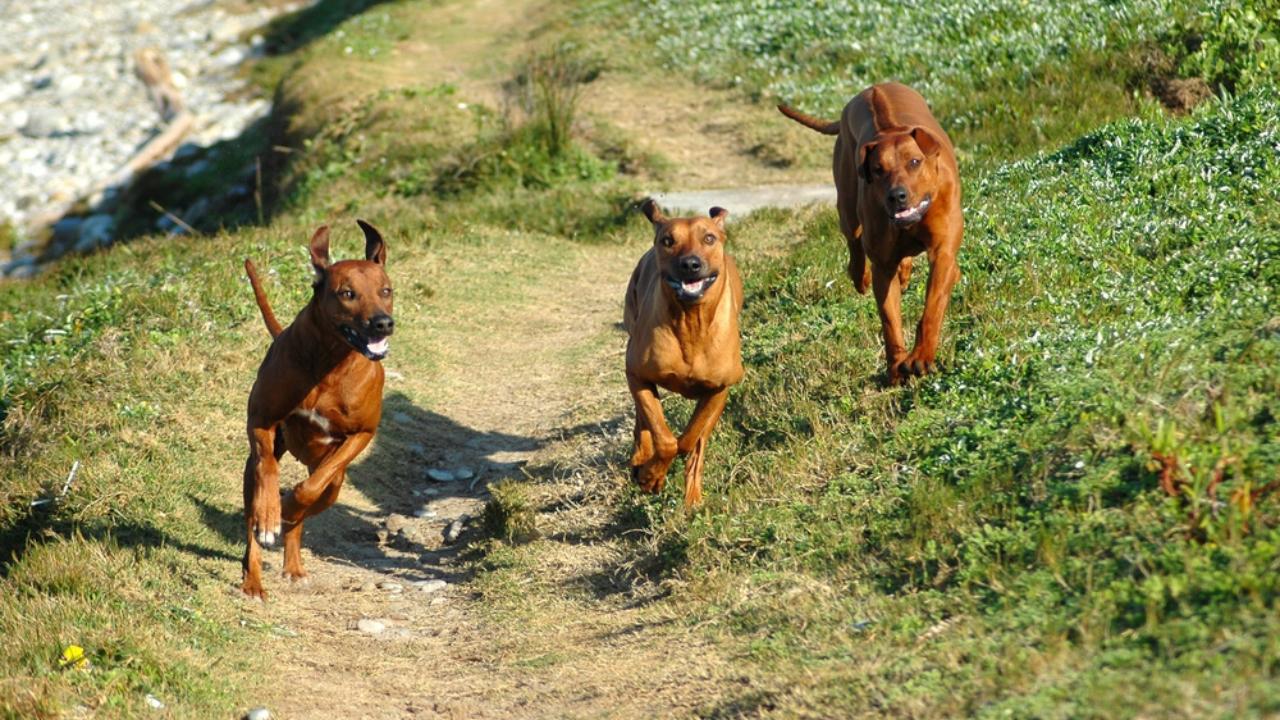 В Параньгинском районе бездомные собаки покусали детей
