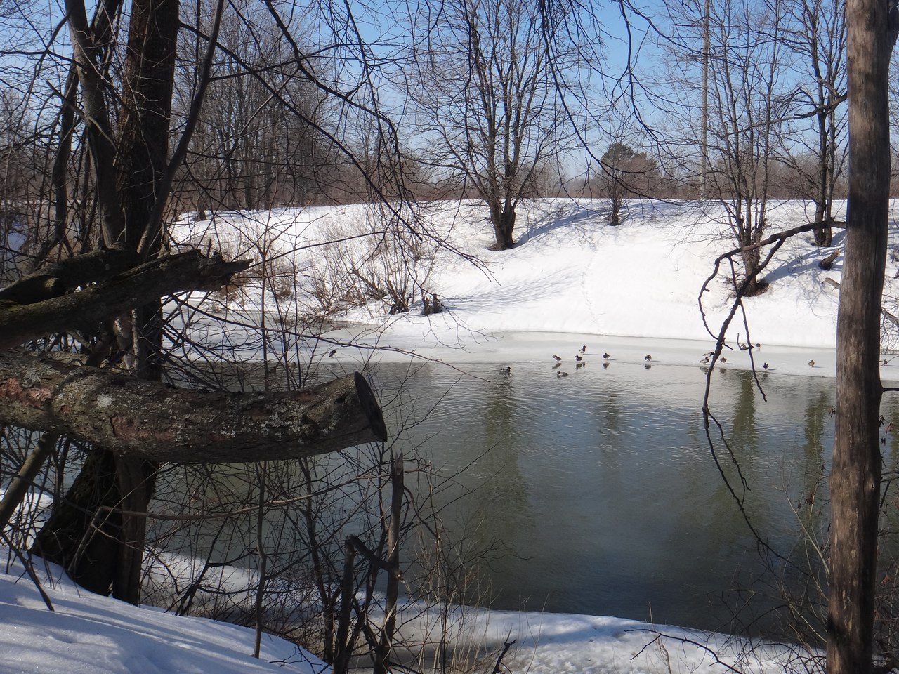 В Марий Эл провели учёт водоплавающих «Серая шейка»