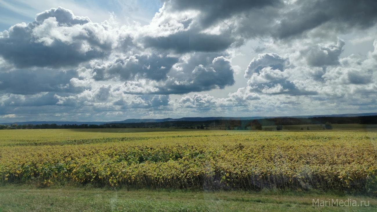Август в Марий Эл начнётся с испепеляющей жары