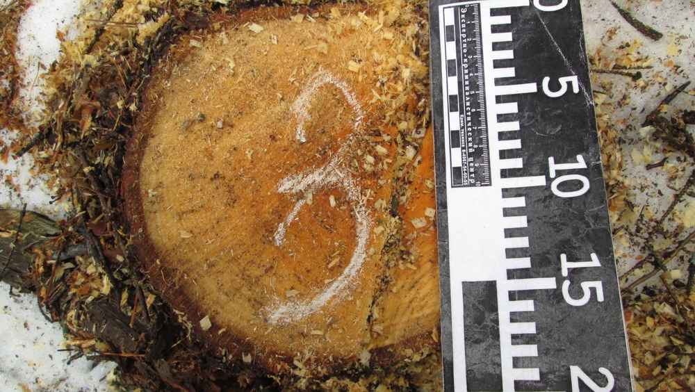 В Марий Эл народный избранник обвиняется по двум уголовным статьям