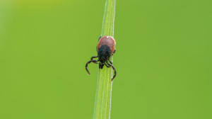Как бороться с клещами на дачных участках — советы эпидемиологов Марий Эл