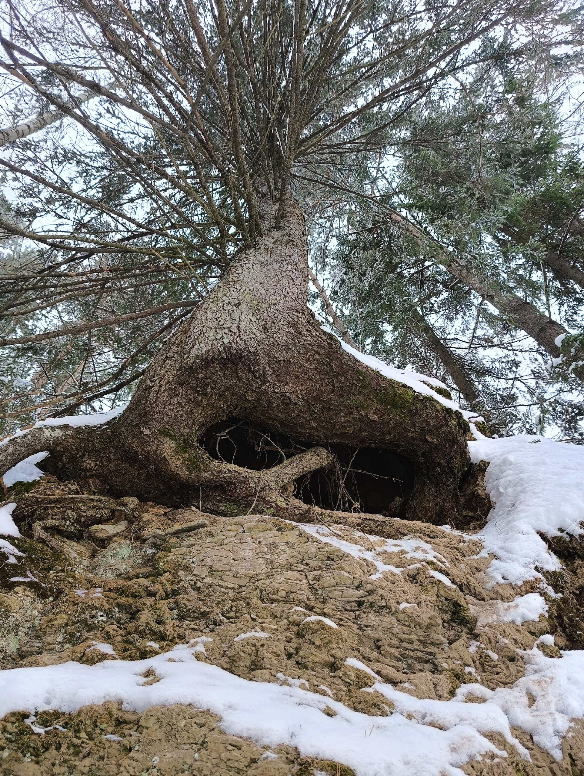 Экологи из «Марий Чодра» рассказали печальную историю сосновых лесов