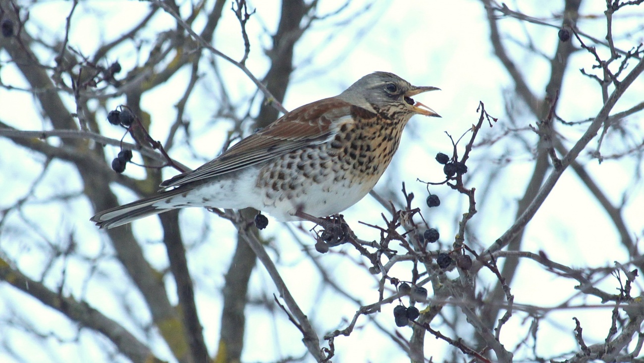 В Ботаническом саду Йошкар-Олы обосновались пять видов дроздов