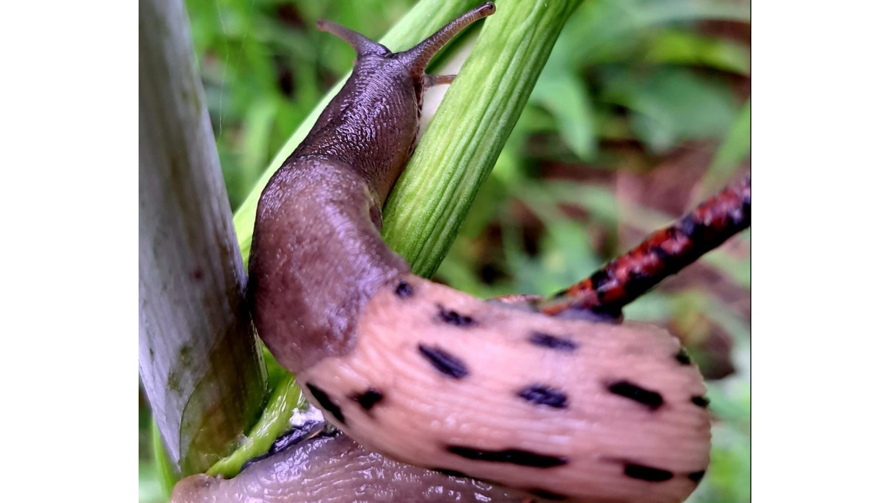 В Йошкар-Оле обнаружили гигантского леопардового слизня