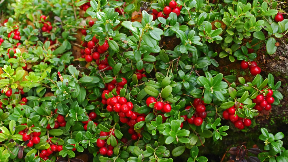 Клюкву в Марий Эл разрешено собирать с 4 сентября