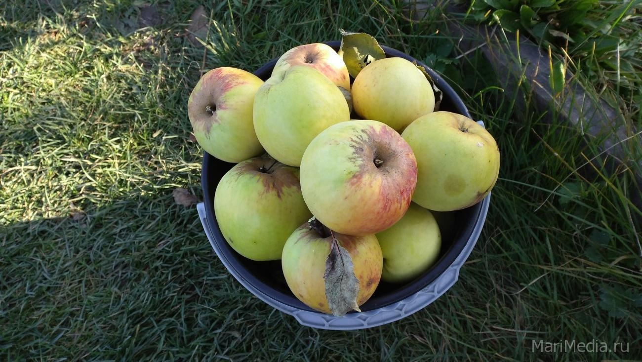 Православные Марий Эл несут в храмы яблоки