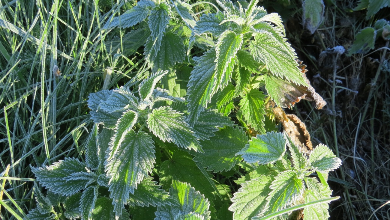 В Марий Эл ожидаются заморозки