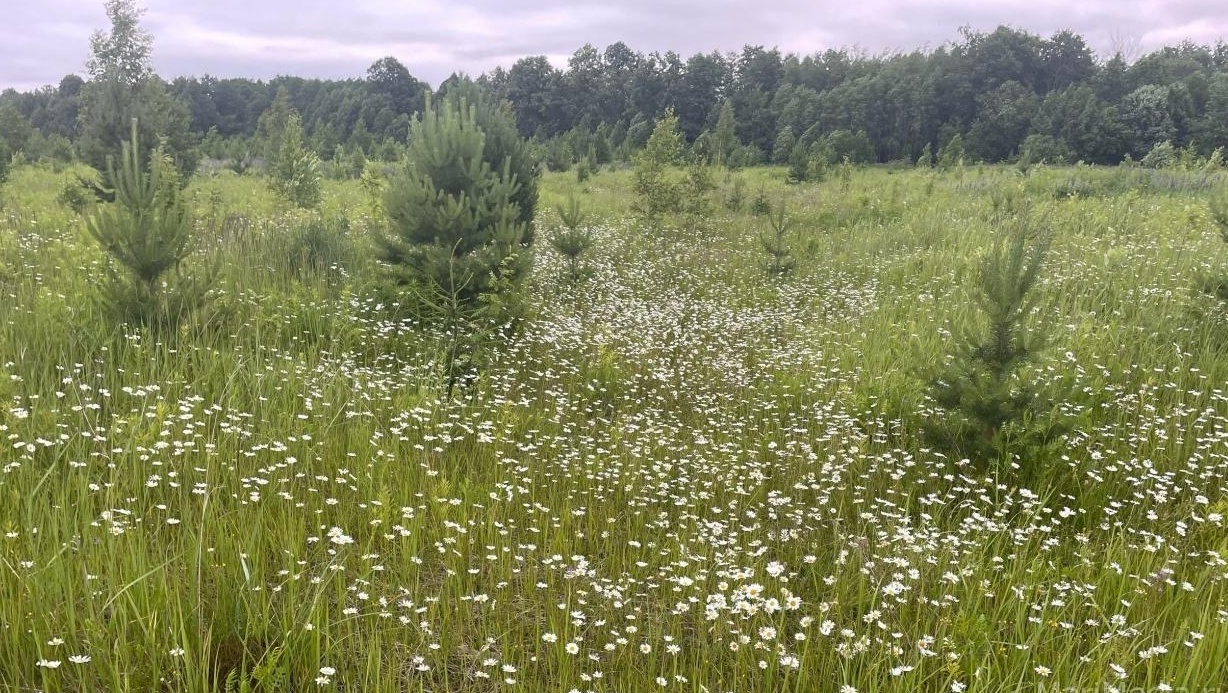 Выходные в Марий Эл обещают быть тёплыми и без дождей
