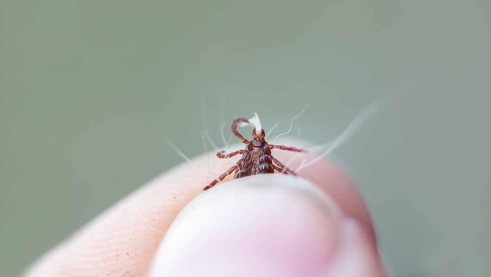 Какую опасность хранит раздавленный клещ