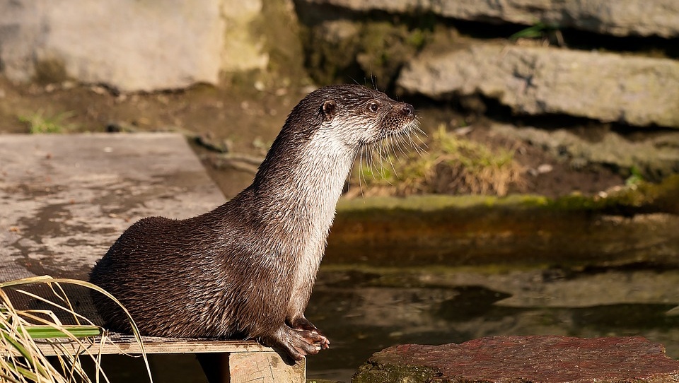 Блокировка сайтов: прокуратура Марий Эл встала на защиту калана