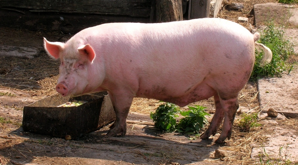 Африканская чума свиней пришла в Медведевский район