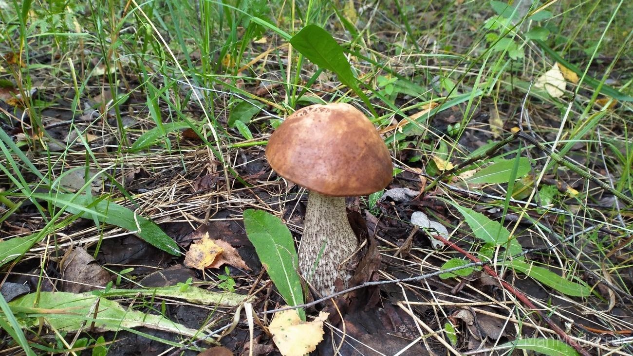 В Марий Эл сохраняется высокая пожароопасность лесов