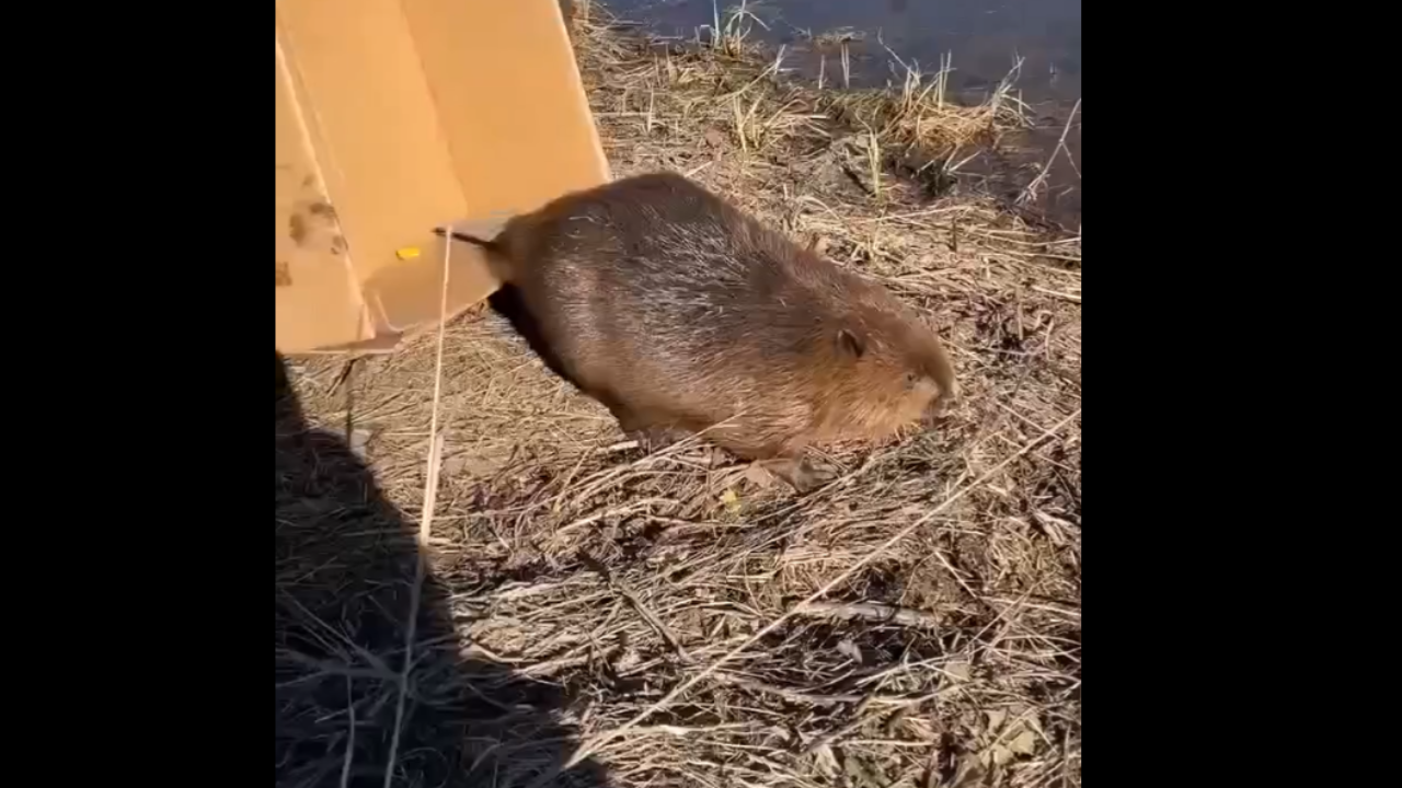 В Марий Эл на территорию Йошкар-Олинского аэропорта забрался бобр 