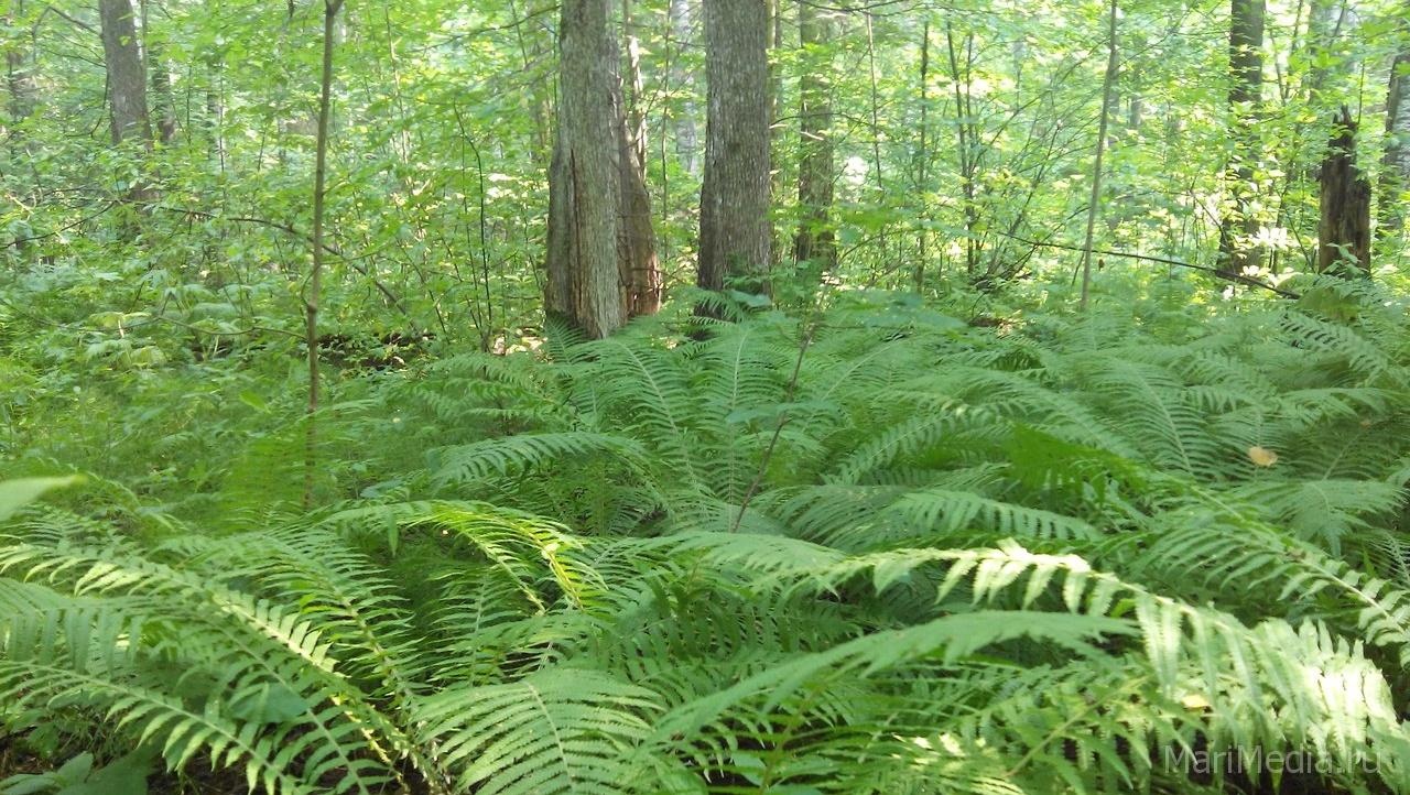В выходные в Марий Эл не зарегистрировано лесных пожаров