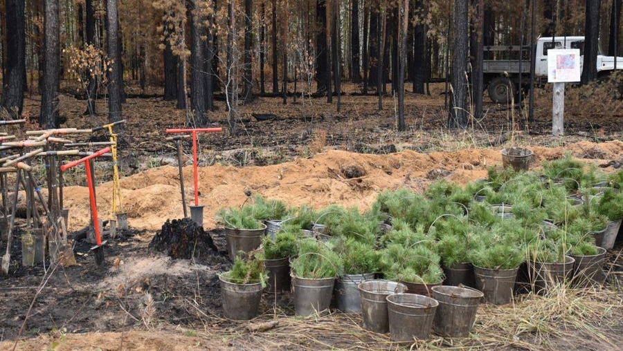 В Марий Эл выращивают лес из сосен, елей и берёзы