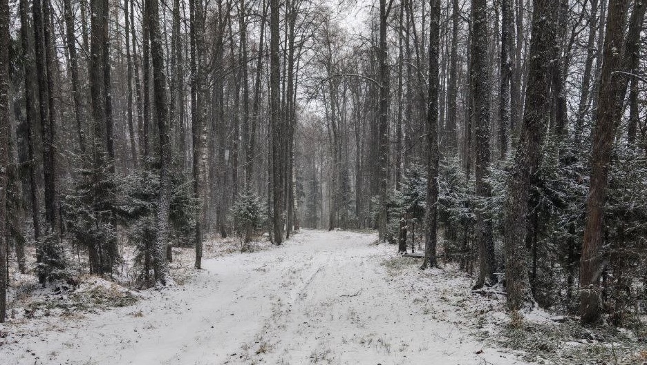 В Марий Эл начали сторожить ёлки