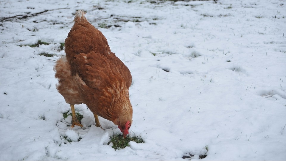 В Волжском районе на пожаре погибла домашняя птица