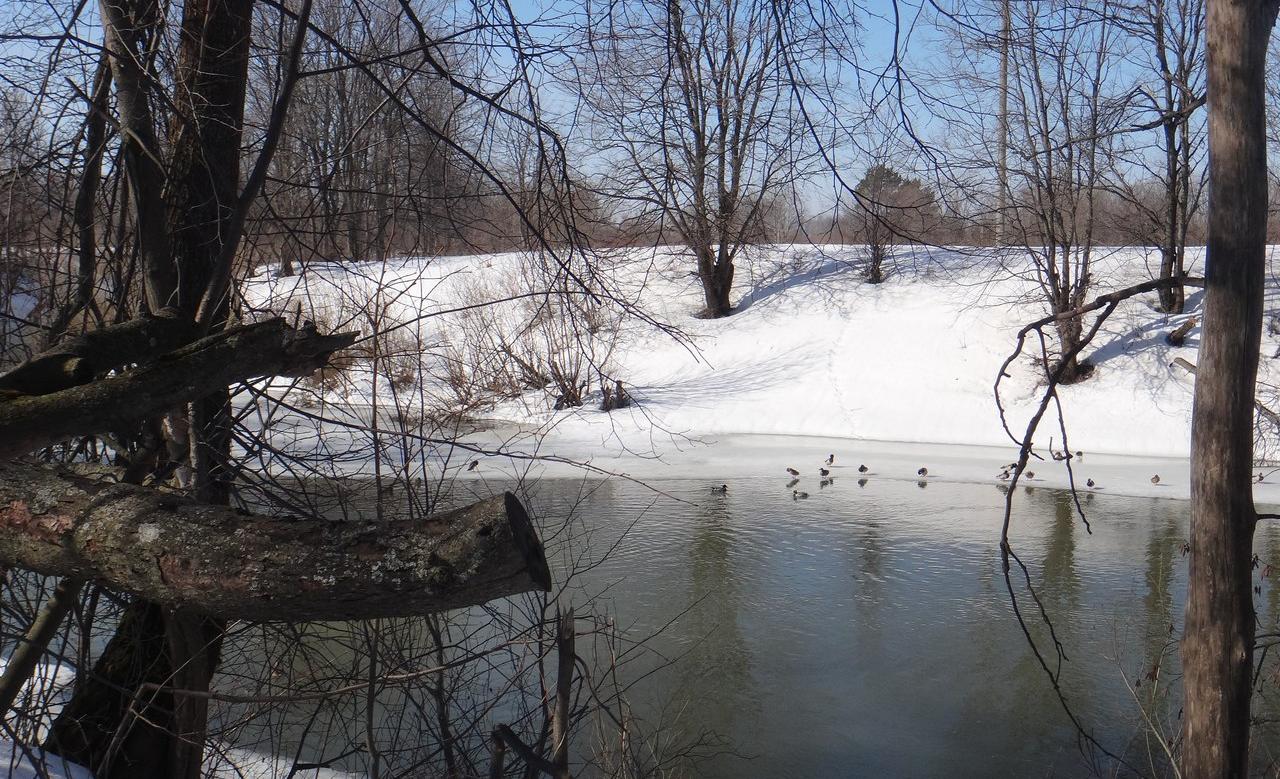 В Марий Эл провели учёт водоплавающих «Серая шейка»