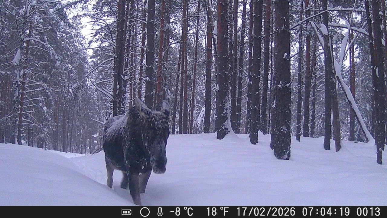 Эта зима в Марий Эл стала для лосей настоящим испытанием