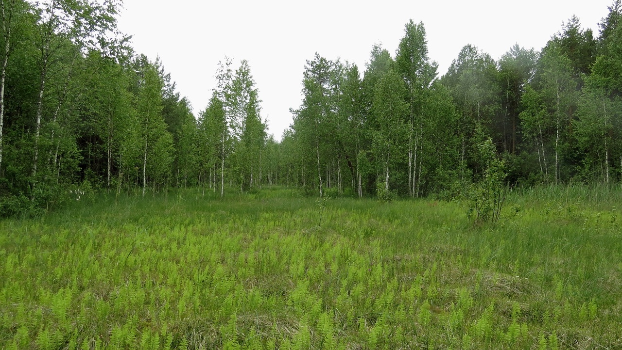 Памятник природы «Болото Пошкит Куп» может быть включён в туристические маршруты по Марий Эл