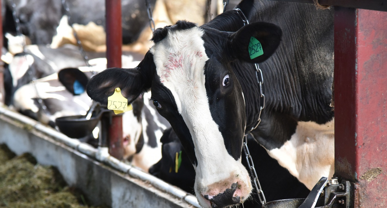 В Узбекистан отправлен крупный рогатый скот из Марий Эл