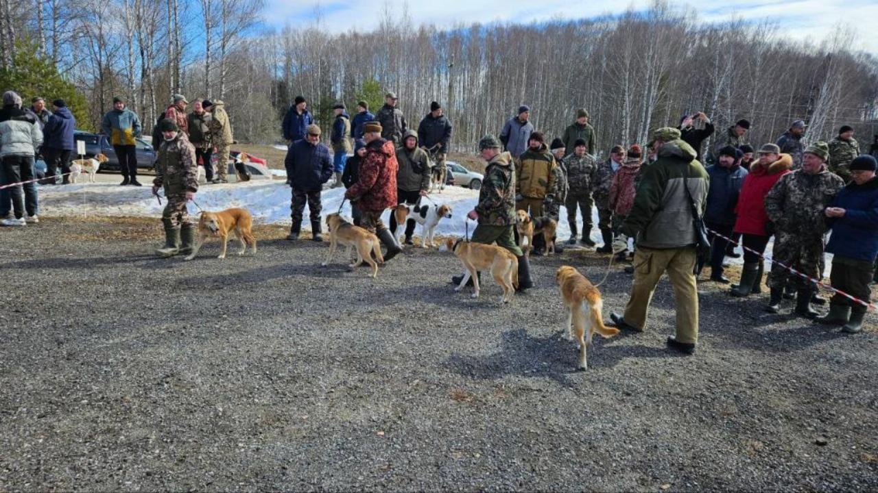 Охотники Марий Эл соберутся на восемнадцатую выставку охотничьих собак