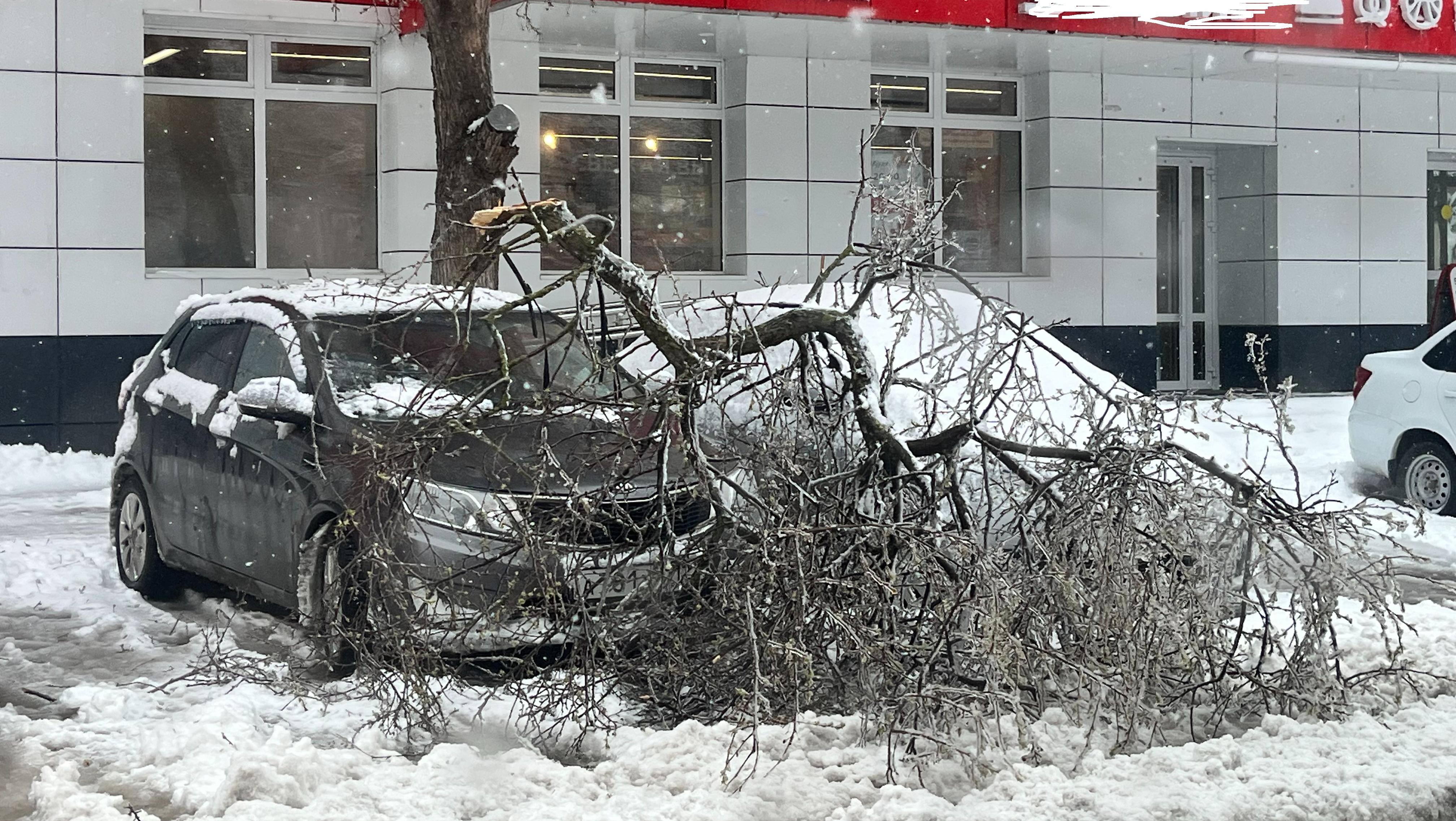 В Йошкар-Оле деревья не выдерживают тяжести снега и льда