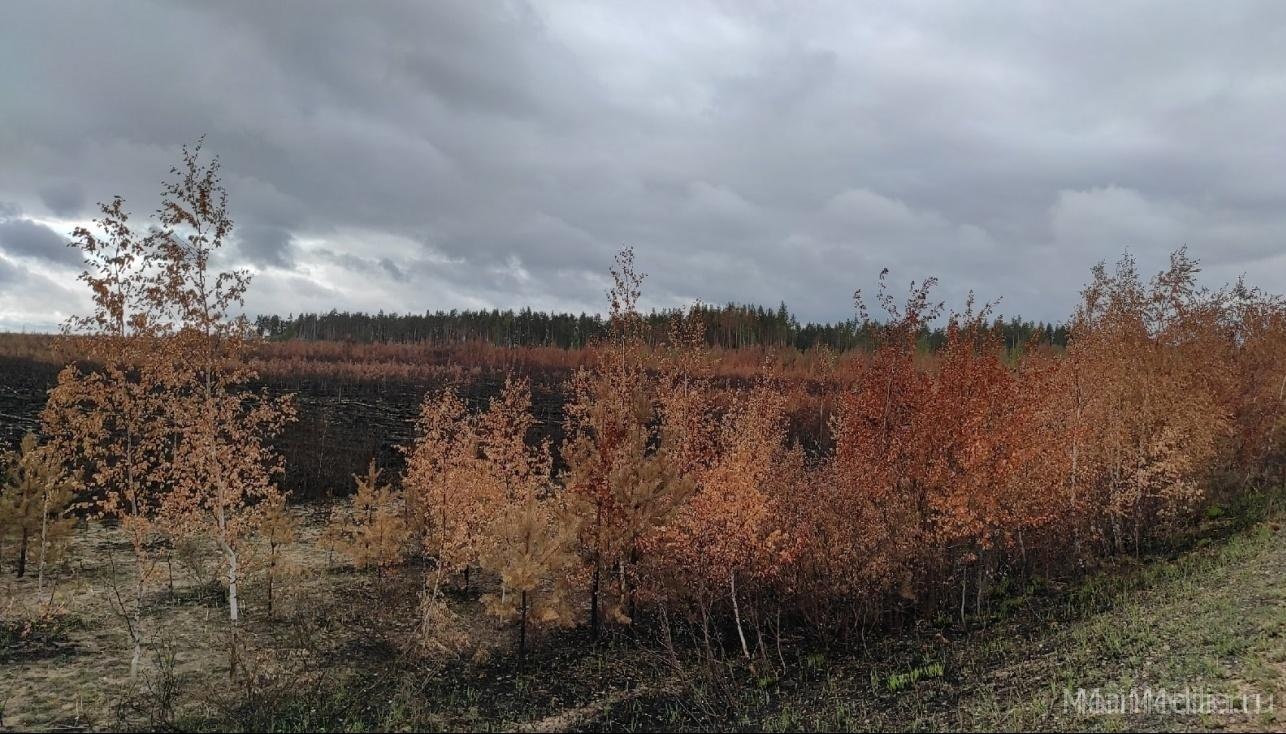 В Марий Эл продолжают регистрировать лесные пожары