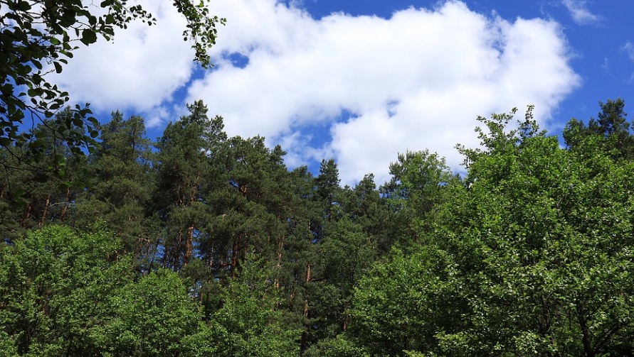 За неделю от укусов клещей пострадали 95 жителей Марий Эл