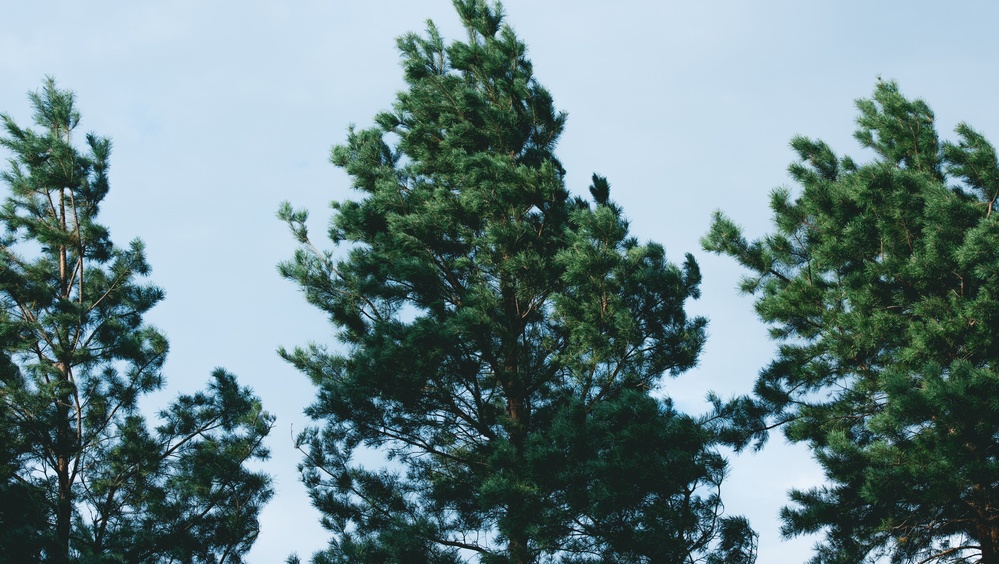 В Марий Эл ожидают сильный ветер
