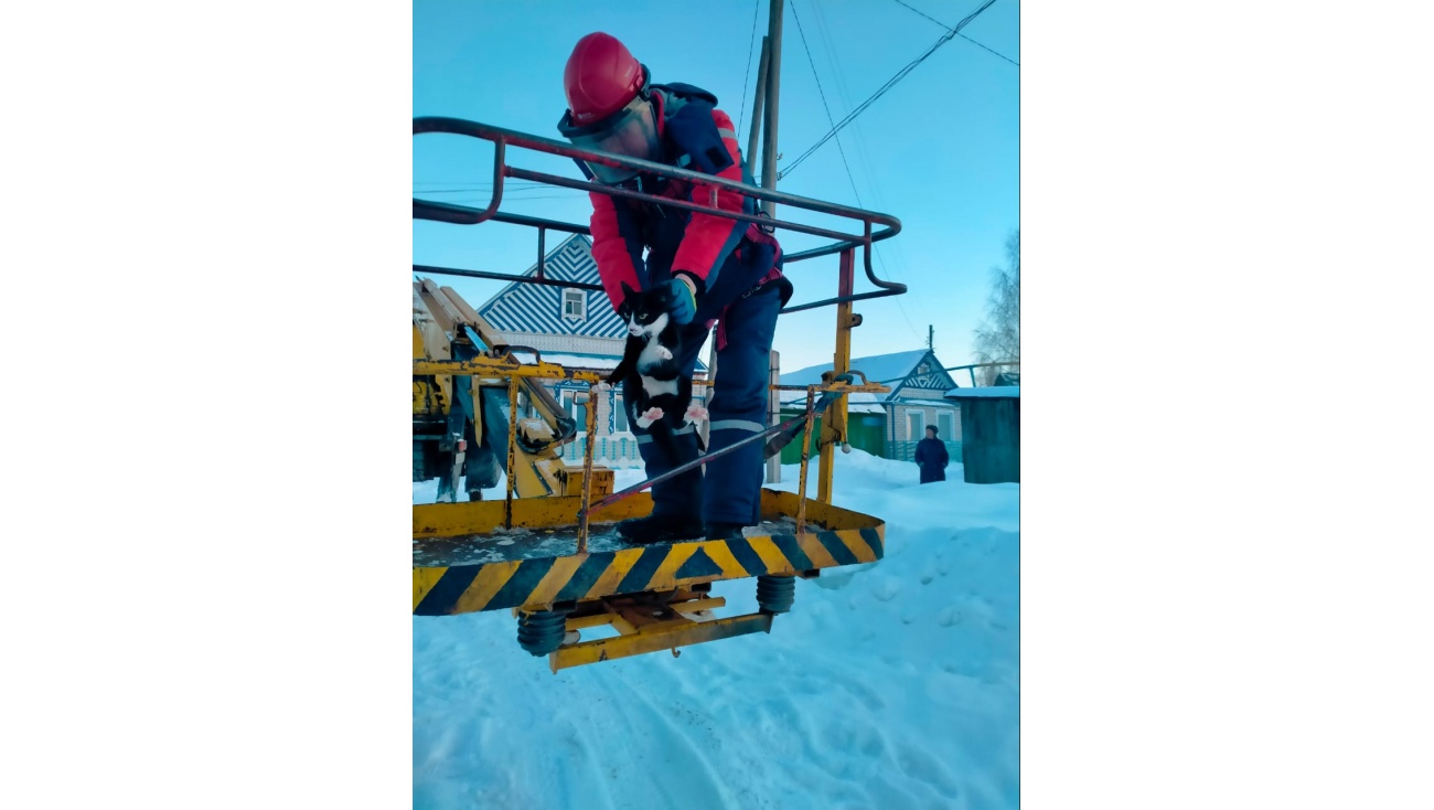 В деревне Часовенная энергетики сняли с ЛЭП кошку