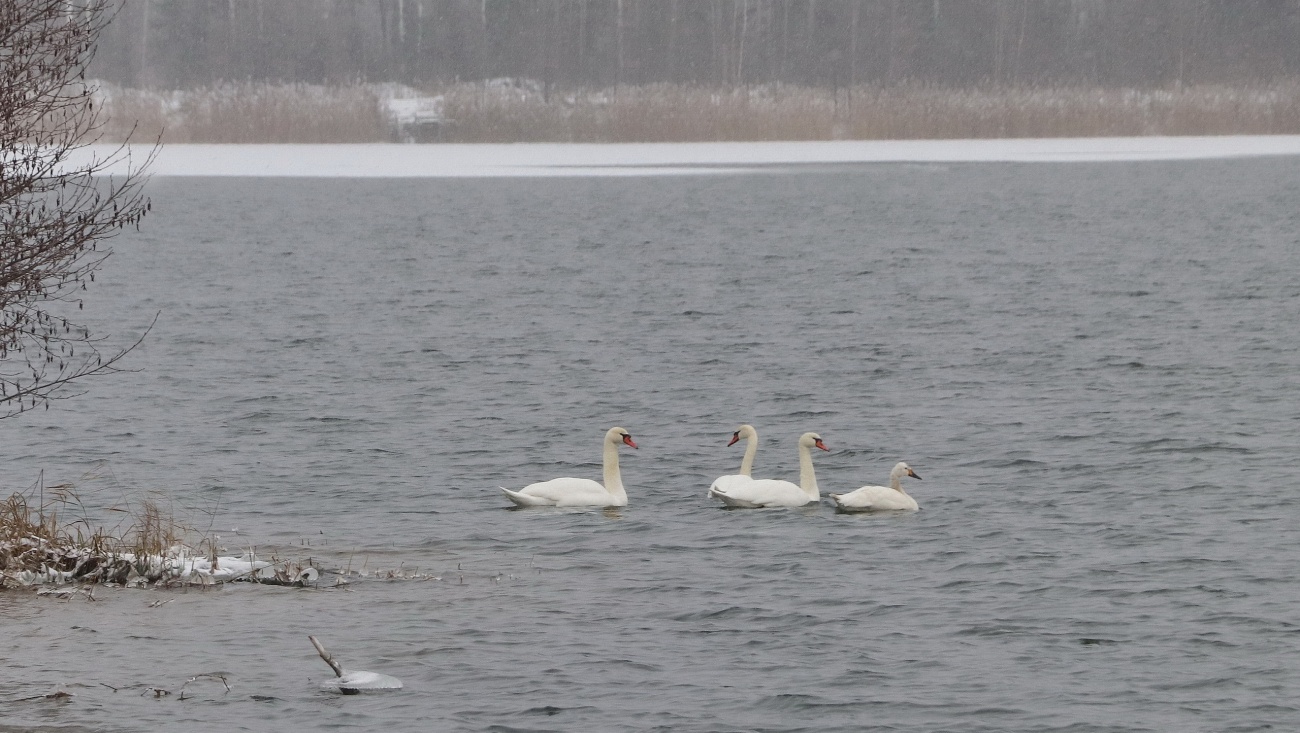 Дикие животные в Марий Эл запутались в сезонах