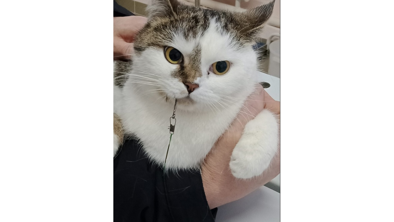 В Марий Эл ветеринары оказывают помощь и домашним, и диким животным