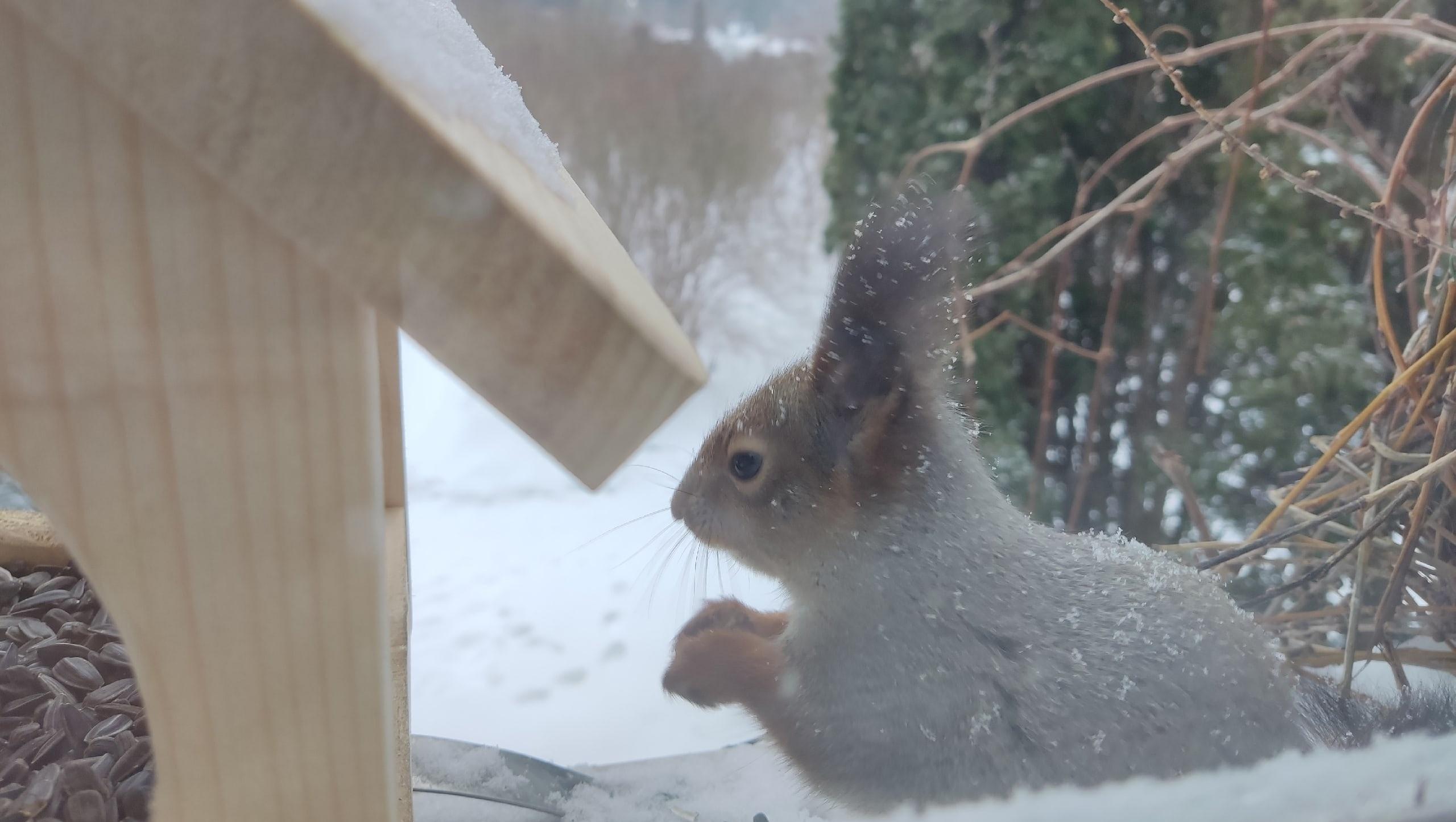 Не милая и не пушистая: белки в Йошкар-Оле показывают свой характер