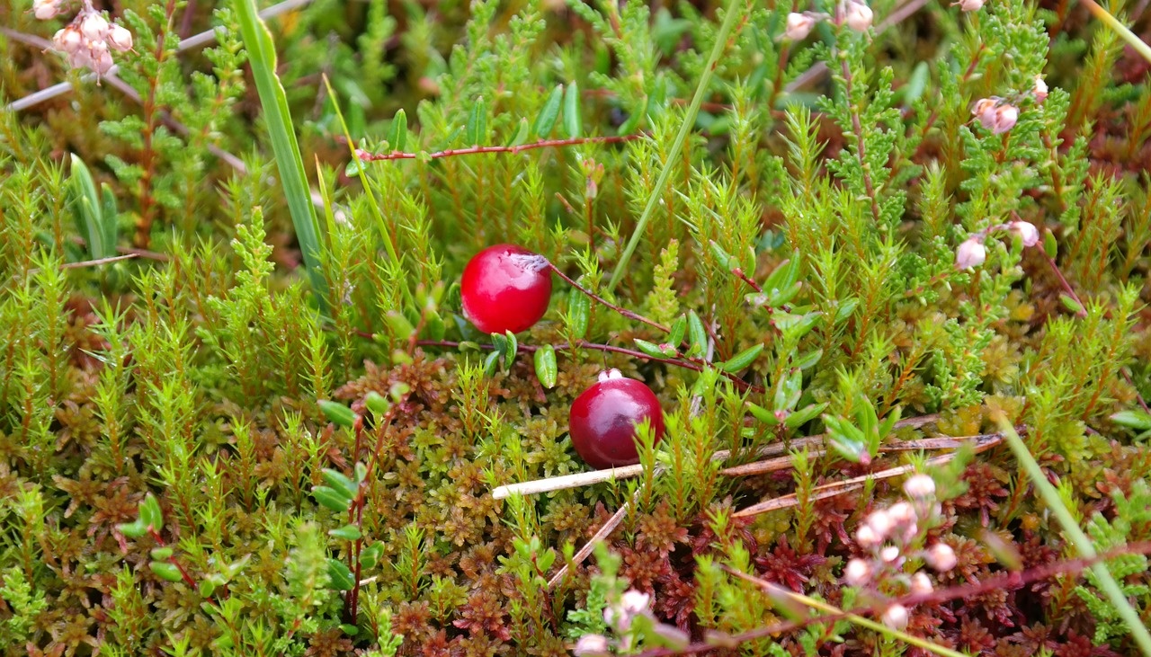 В Марий Эл все же определили официальную дату сбора клюквы