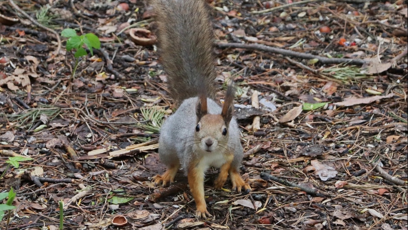 В парк культуры и отдыха в Йошкар-Оле заселят восемь пушистых питомцев