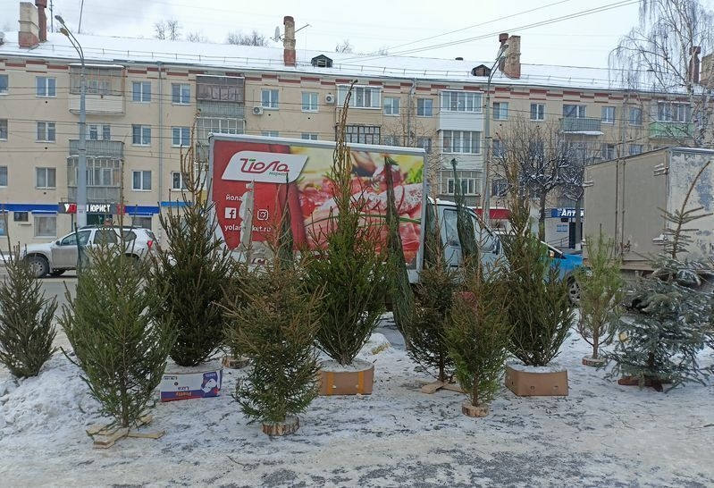 На ёлочных базарах в Марий Эл выявили четырёх нарушителей