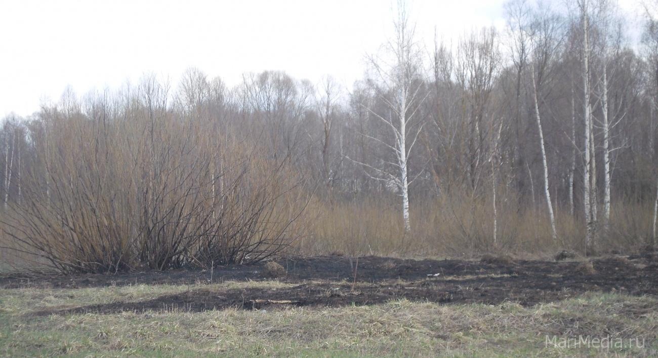 В Марий Эл за сутки выгорело 4 га леса